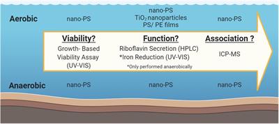 Impacts of Nanoplastics on the Viability and Riboflavin Secretion in the Model Bacteria Shewanella oneidensis